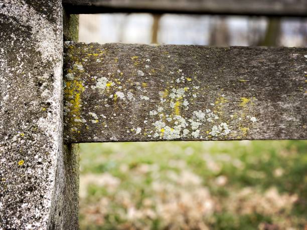 Lichen on a cement and wood Bench