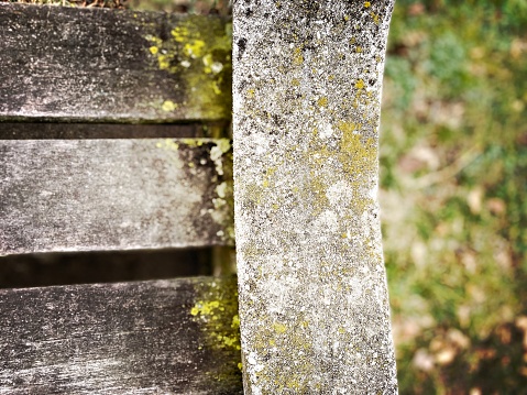 Lichen on a cement and wood Bench