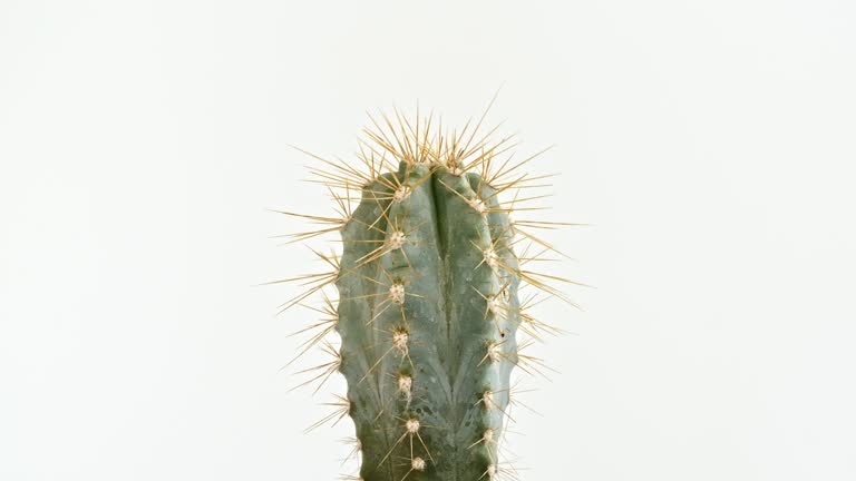 Detailed view of big round cactus with spikes growing on a white background. Close up of big green cactus with thorns.