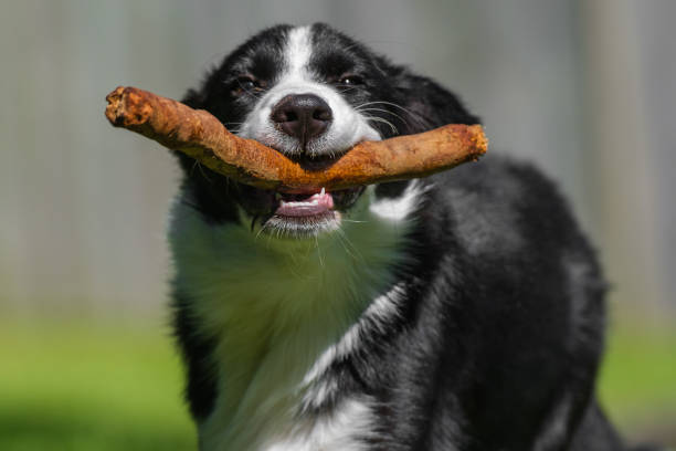 istock Black and white border collie puppy 1473100018