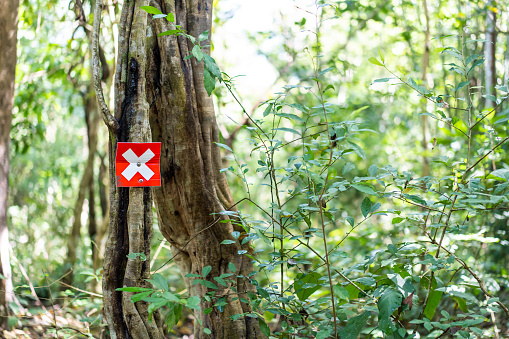 Shot of trunk of tree with a white x sign painted on the red board. One tree in green forest marked with white X.
