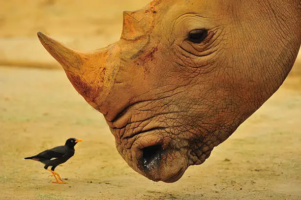 A rhino looking at an oxpecker, also known as a tick-bird, which eats the ticks on the rhino