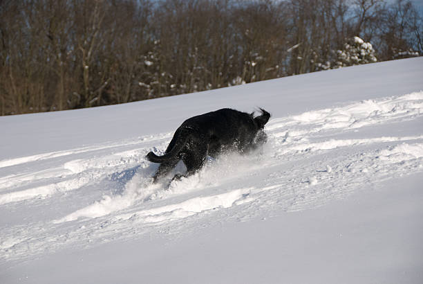 Dog running in snow stock photo