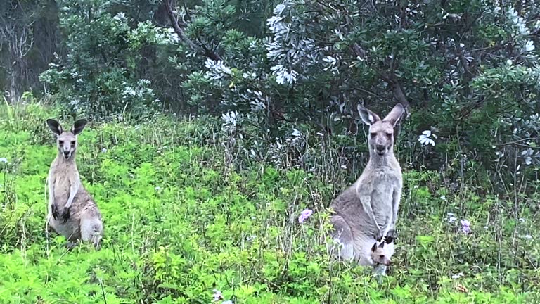 Wild Kangaroo's in Bush Land