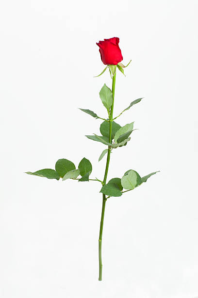 Red rose with green leaves. Isolation on white background stock photo