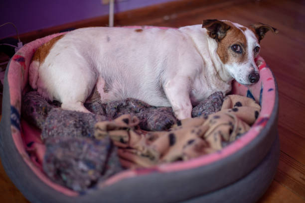 Fat dog laying in pet bed Overweight dog seen laying on dog bed obesity in pet stock pictures, royalty-free photos & images