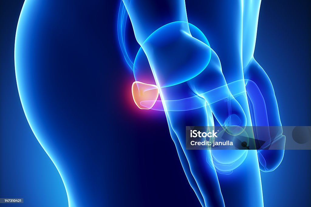 숫나사 전립선 구조 레터럴 보기 - 로열티 프리 전립샘 스톡 사진