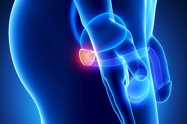 istock Male prostate anatomy lateral view 147310421