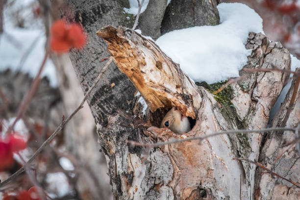 istock The squirrel sticks its head out of a hole in tree 1473104805