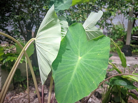 a fresh green taro leaf plant, growing on plantation soil on the fertile island of Bangka Belitung. People in the village there often cook it to be a delicious substitute for vegetables