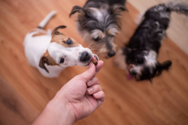 istock Selective focus on pets waiting on a treat 1473107872