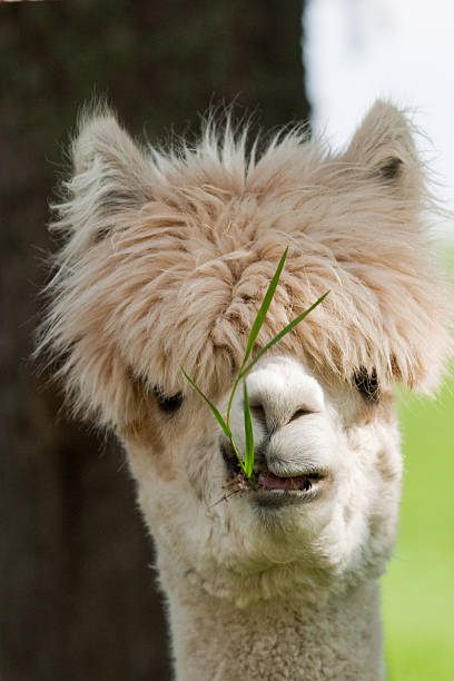 alpaca face stock photo