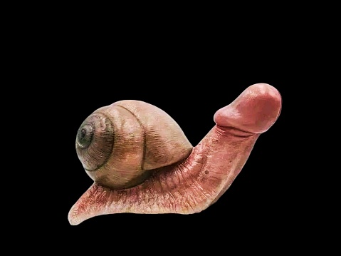 Tana snail in the shape of a penis, on a black background