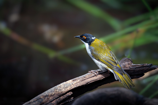 The white-naped honeyeater  perched on a branch