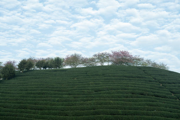 Cherry blossoms in tea gardens