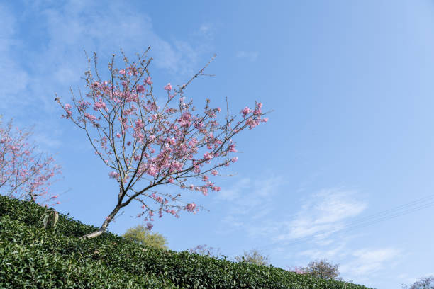Cherry blossoms in tea gardens