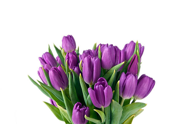 Beautiful tulips stock photo