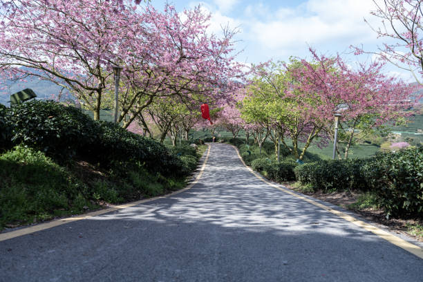 Cherry blossoms in tea gardens