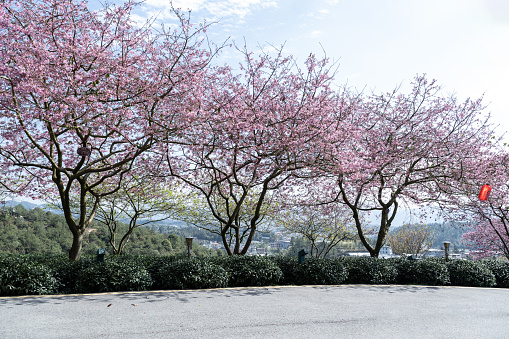 Two rows of blooming cherry trees at the Brooklyn Botanical Gardens in Brooklyn, NY.