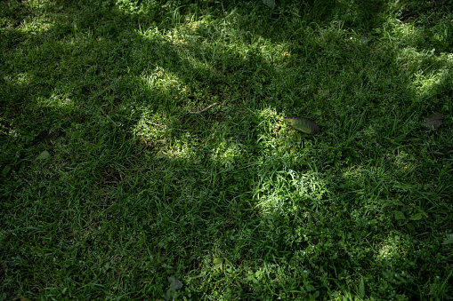 The light and shadow of the sun on the lawn