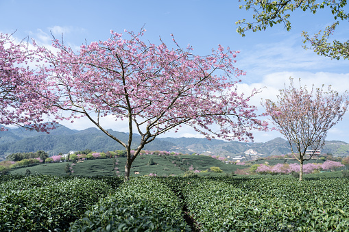 background of Wild Himalayan Cherry flower tree or Thai sakura in morning at Phu Lom Lo, Loei, Thailand