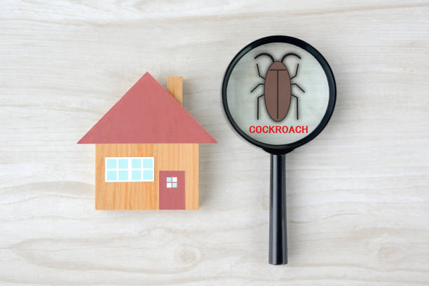 istock House object and mgnifying glass with cockroach clipping art 1473110377