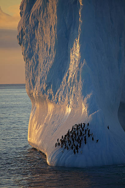 Penguins su Antartiche iceberg al tramonto - foto stock