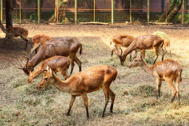 istock Some deers were eating grass in the garden 1473111752