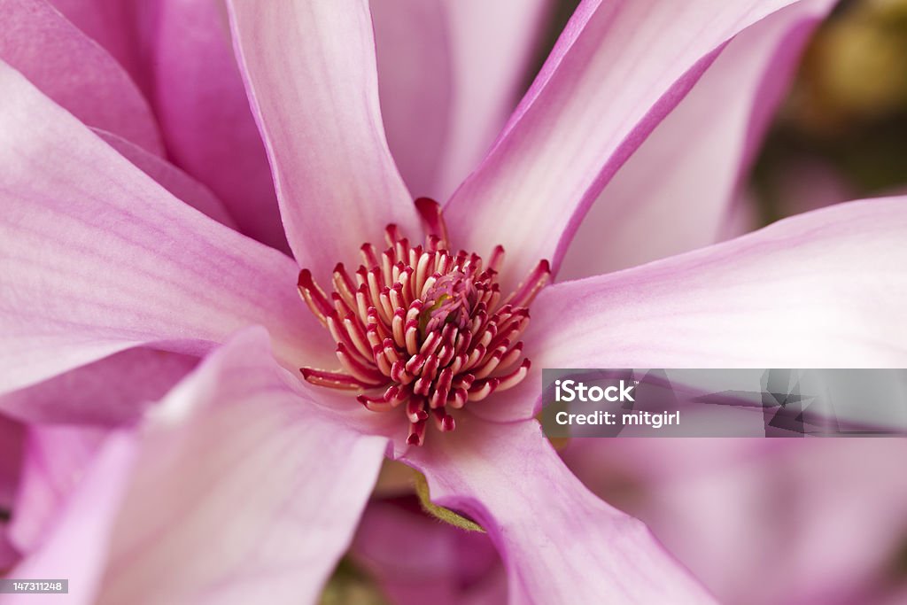 Makro von einem wunderschönen Magnolia Flower - Lizenzfrei Baumblüte Stock-Foto