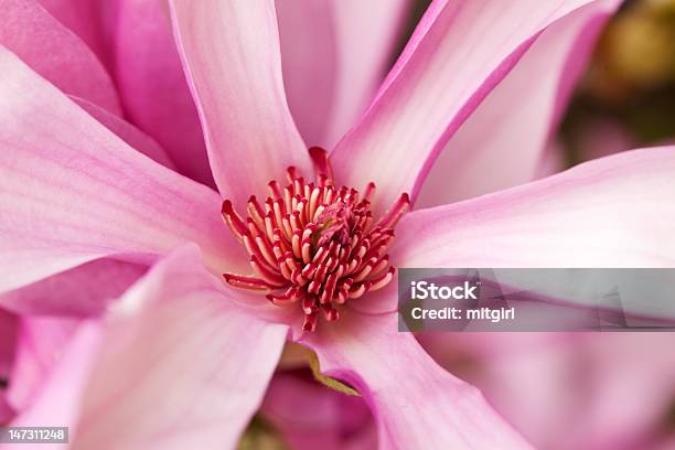 Makro Von Einem Wunderschönen Magnolia Flower Stockfoto und mehr Bilder von Baumblüte - Baumblüte, Blume, Blüte