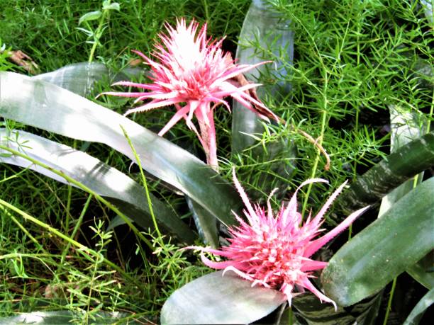istock Japan. March. Two pineapple flowers. 1473112755