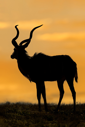 Male kudu antelope (Tragelaphus strepsiceros) silhouetted against an orange sky, South Africa