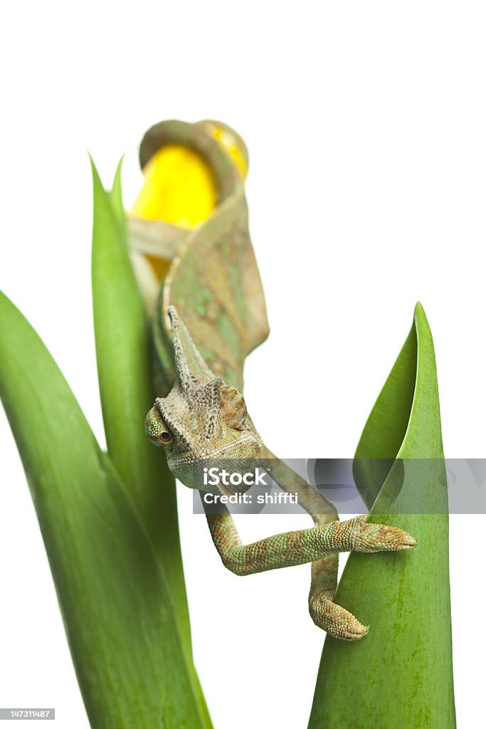 Close-up di grande Camaleonte - Foto stock royalty-free di Animale