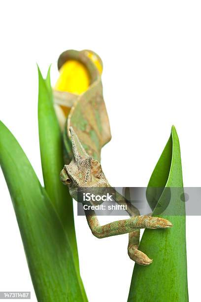 Closeup Di Grande Camaleonte - Fotografie stock e altre immagini di Animale - Animale, Camaleonte, Camuffamento