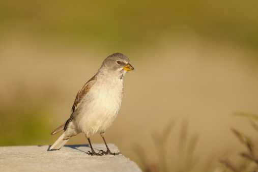 portrait of a White-winged Snowfinch (Snowfinch, Montifringilla nivalis) illuminated by the sunset