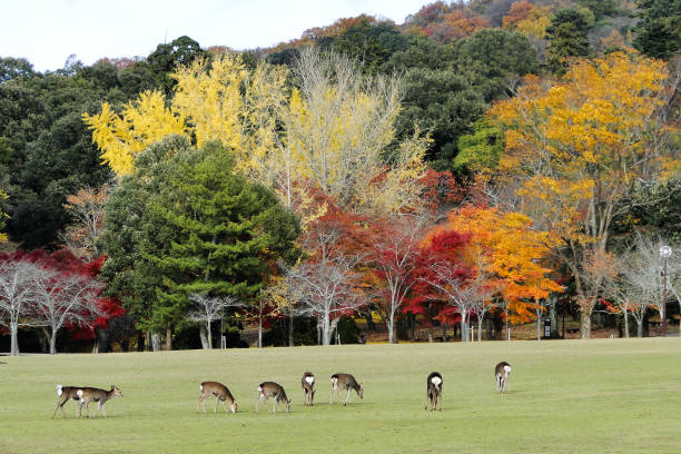istock Autumn park with wild deers 1473119725