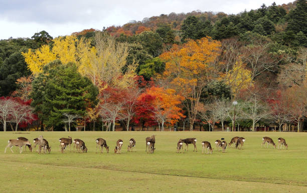 istock Japanese deer playing at Nara Park 1473119728