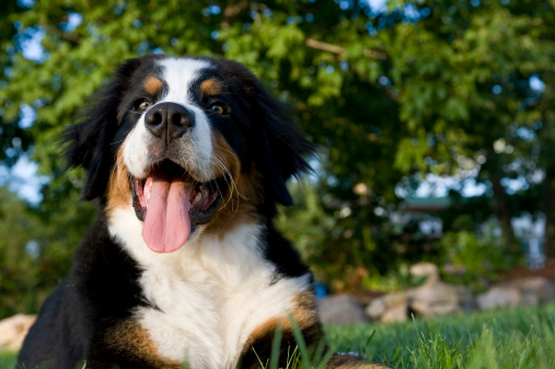 A happy Bernese Mountain puppy laying in the grass outside on a summer's evening.