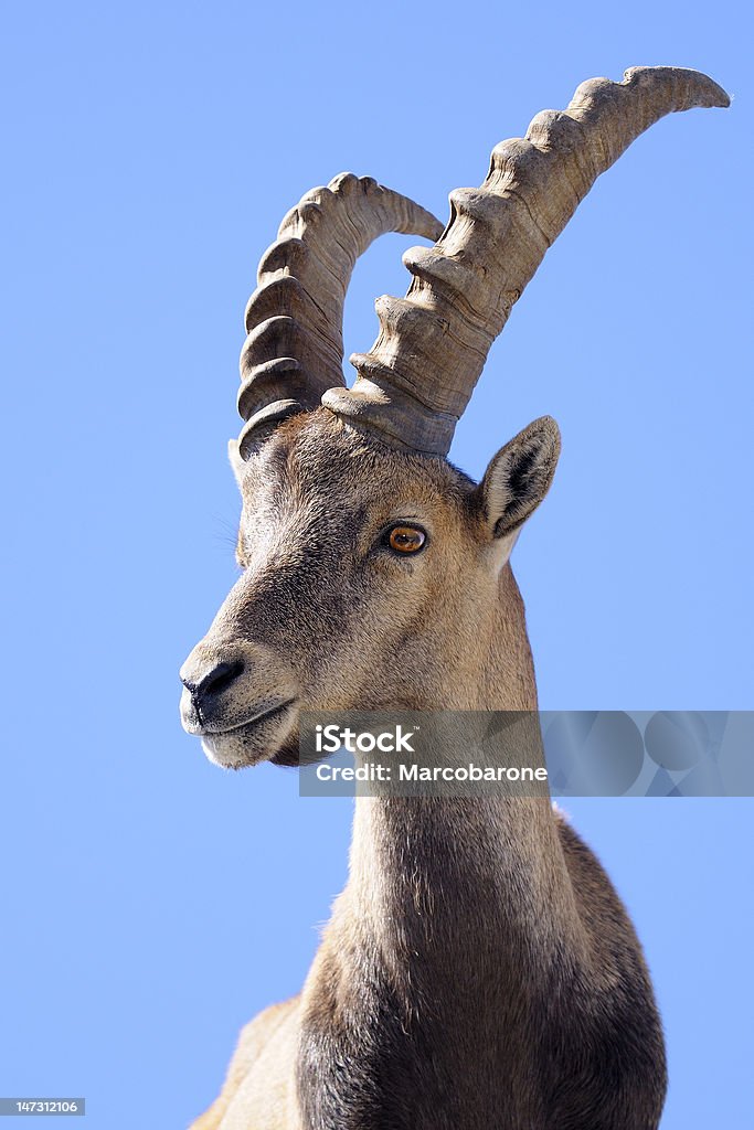 Steinbock-Cabra alpina - Foto de stock de Cabrito Montês - Cabra royalty-free