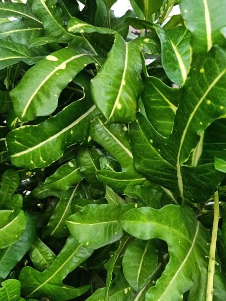 Variegated croton plant