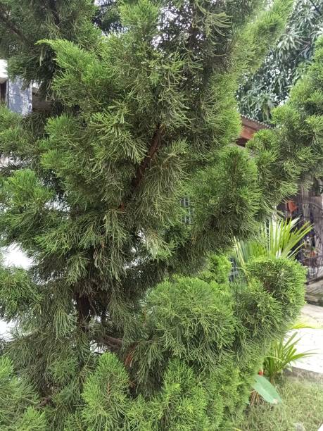 istock Oriental arborvitae plant 1473121282