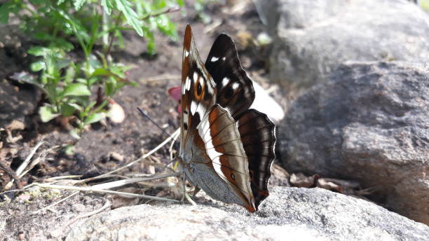 istock Butterfly photography 1473121487
