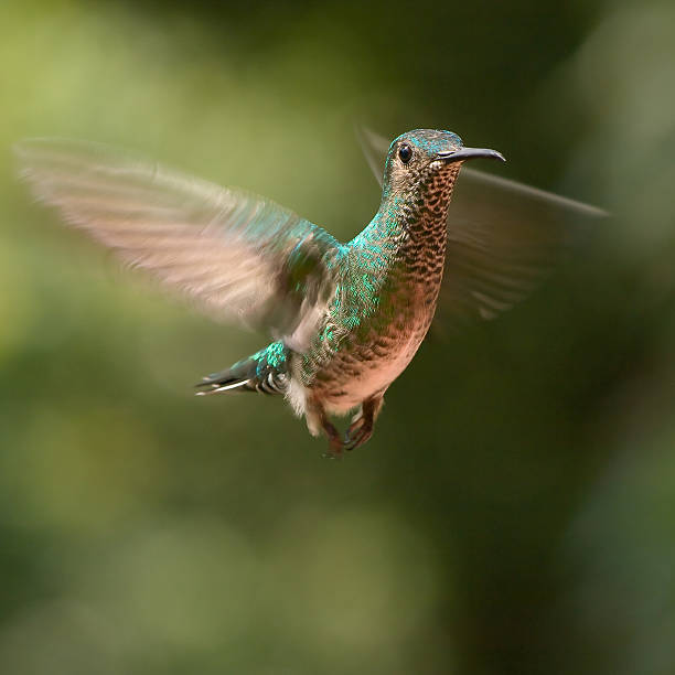 Hummingbird Panama stock photo