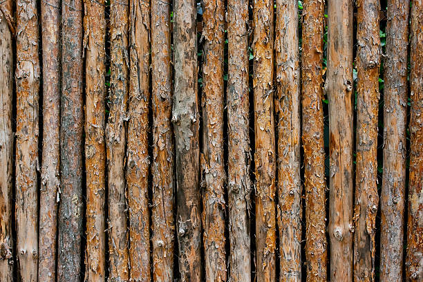 Cerca de madeira de jovem pines. - fotografia de stock