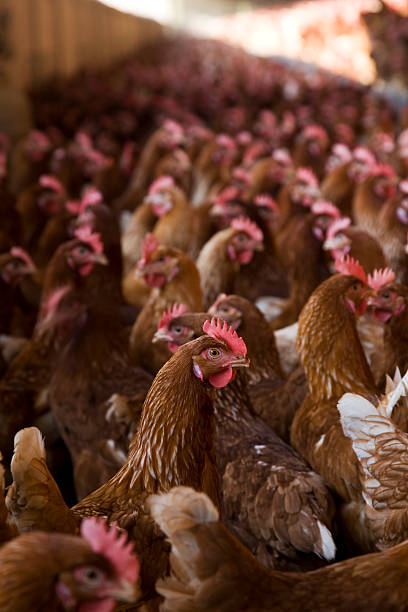 istock Bunch of chickens on a poultry farm 147312340