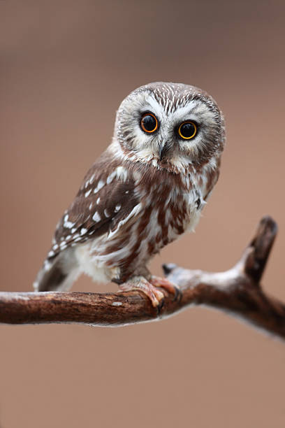 istock Northern saw-whet owl on tree branch 147312361