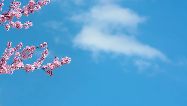 istock Background with blue sky, cloud and cherry blossom branch 1473123928