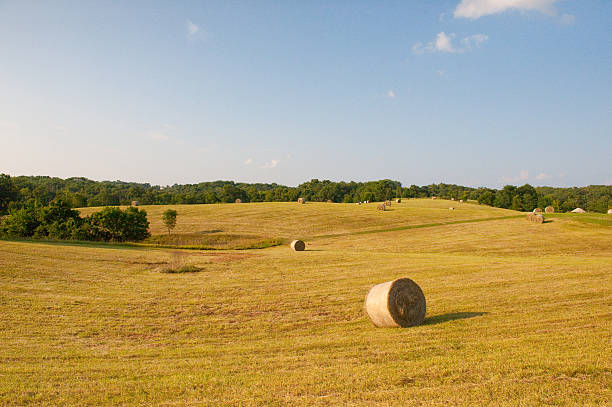 Hay Bales in Field stock photo