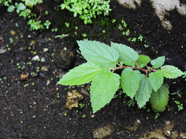 istock Sour cherrys plant. Young cherries plant. 1473124283