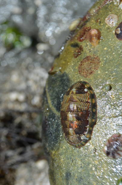 chiton z podszewką 4 - chiton zdjęcia i obrazy z banku zdjęć